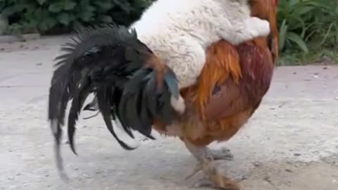 Dog backpack riding a chicken!