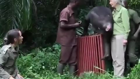 Rehabilitated Chimpanzee named Wounda showed gratitude to Jane and team