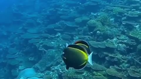 Magnificent dance of two beautiful fishes in the sea