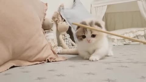 Cute Kitten ❤️🤩video short legs ,KimsKennelUS