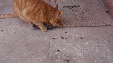 A Sweet Cat Eating a Outside.