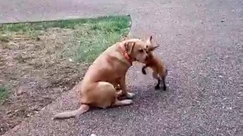 Rescued baby fox returns to play with dogs.