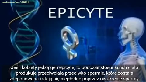 Epicyte - antykoncepcyjna kukurydza GMO