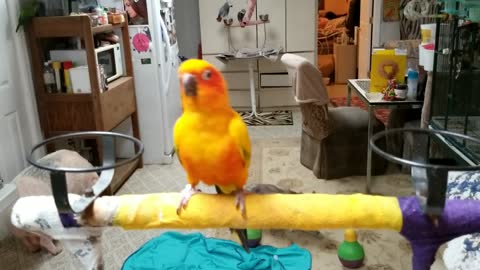 Parrot Dancing To Cheer You Up