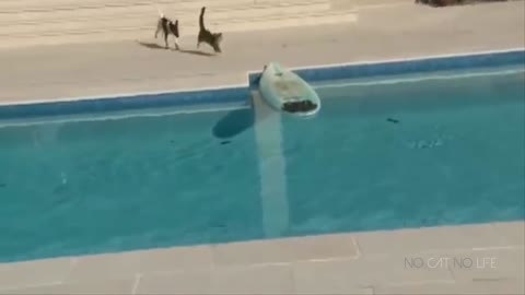 Cat run away from the dog in the swimming pool