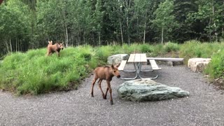 Four Moose Calves Stroll Past