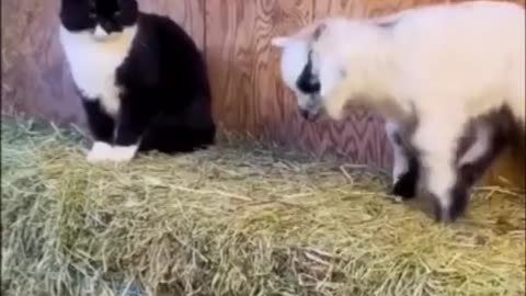funny goats i hope you enjoy it