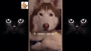 Funny Pets Compilation #2