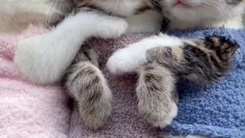 Three Kitten Cuteness. VERY SO CUTE..