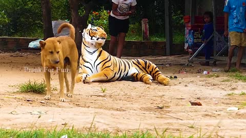 Fake Tiger Prank Dog #Clip #FunnyPrank