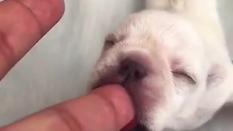 Dog baby mistook human finger for its mother's milk#shorts #animals