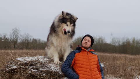 a cool and energetic dog and his best friend, a young boy