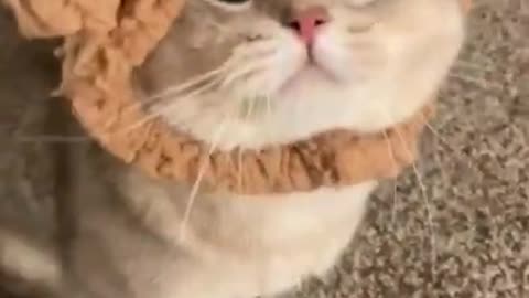 Funny cat