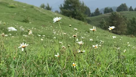 Mushkpuri Top