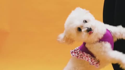 So cute baby dog dancing video and entertainment