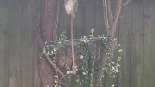 Clever Squirrel Outwits Hanging Bucket