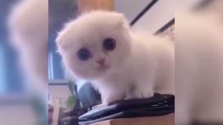 Funny and Cute Cat Playing With Itself