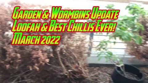Garden & Wormbin Update - Loofah & Best Chillis Ever March 2022