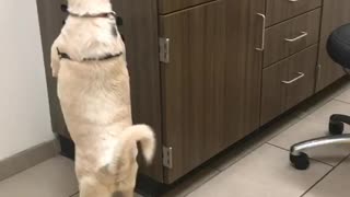 Dog walking like human office