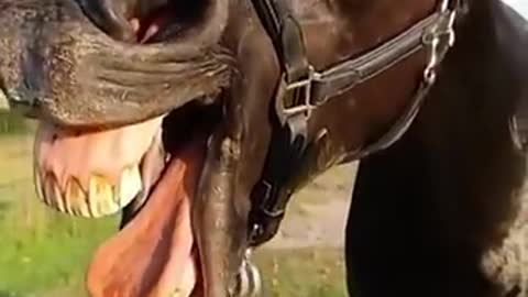 Funny Horse . Viral Video . Try To Not Laugh |