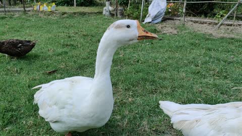 Small and happy Duck Family ( so cute family )