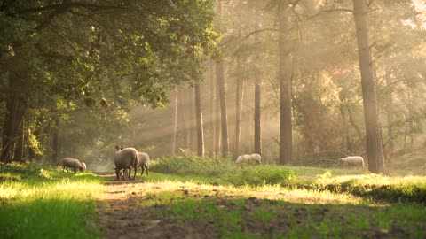 اغنام في الغابة منظر جميلSheep in the forest