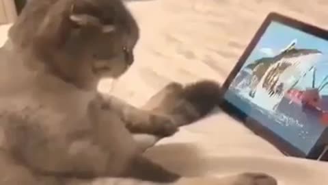 A cat watches the tablets "Funny cats"