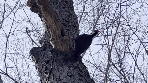 Pileated Wood Pecker loud