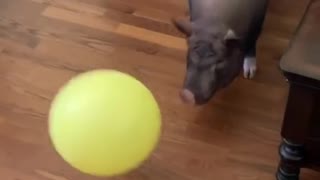 Pig Pounces on Balloon