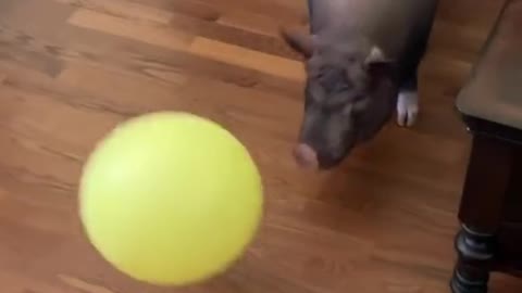 Pig Pounces on Balloon