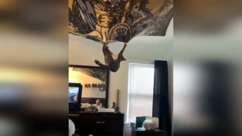 Spider cat climbs to the ceiling