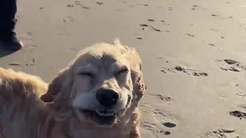 Dog has hilarious flapping lips in heavy wind