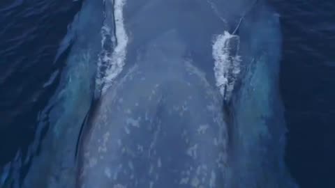 It_s like a living submarine_ Amazing drone view of the Blue Whale