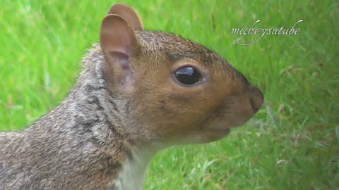 Squirrel eating raspberry