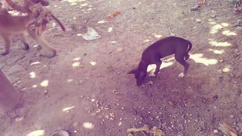 A dog loses (his mind) because of the crazy monkey and robbed it amazing!