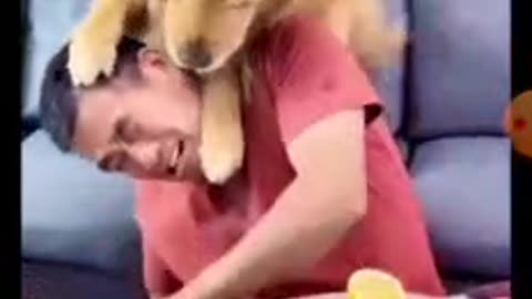 Dog gets mad at owner