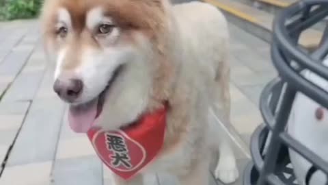 Funny Dog// Dog cut the bike front wheel.