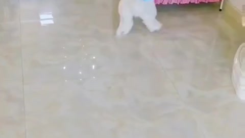 Funny dog plays with balloon