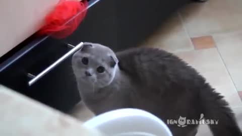 Cat Gets Caught Stealing From A Drawer