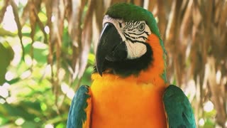 Macaws beautiful colors