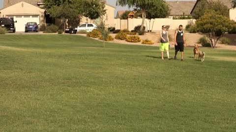 A young millennial couple walks their dogs in a typical Arizona neighborhood or public park