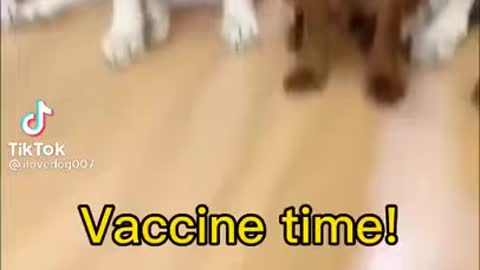 Dog vaccination time | funny dog vaccination