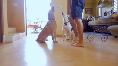 Basic dogs training video, 10 different basic skills to train your dog