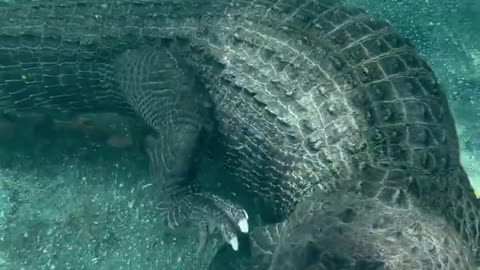 Alligator scratching his ear underwater! 😂