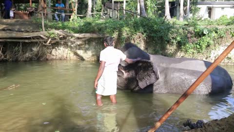 View of an elephant with his mahout, laying in a stream