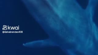 A incrível Baleia Azul