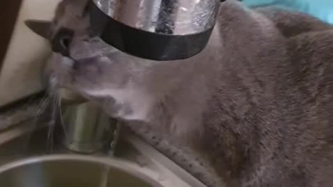 A cat who interferes with washing dishes