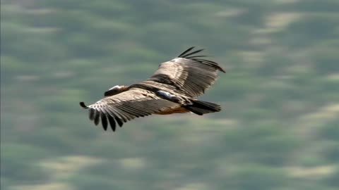 Eagle or Dapeng? First time seeing such a big bird