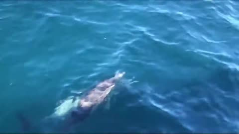 Beautiful dolpfin fun
