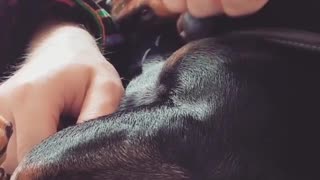 Dogy Likes His Owner So Much
